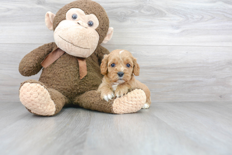 Cavapoo Puppy for Adoption