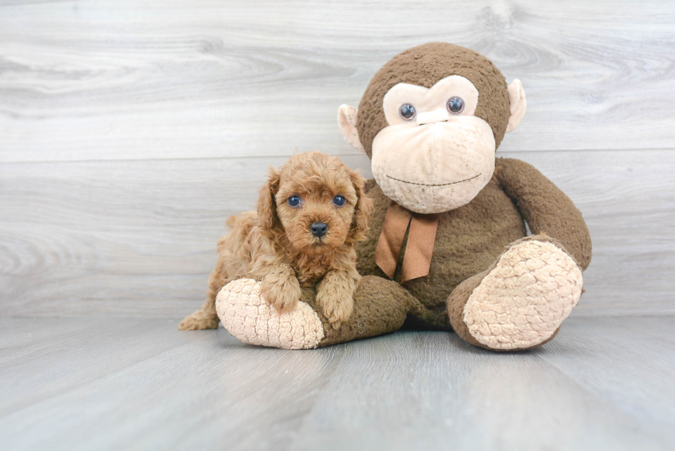 Cavapoo Pup Being Cute