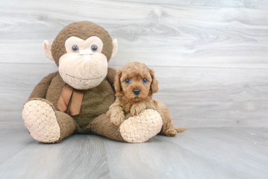 Happy Cavapoo Baby