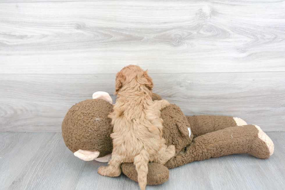 Smart Cavapoo Poodle Mix Pup