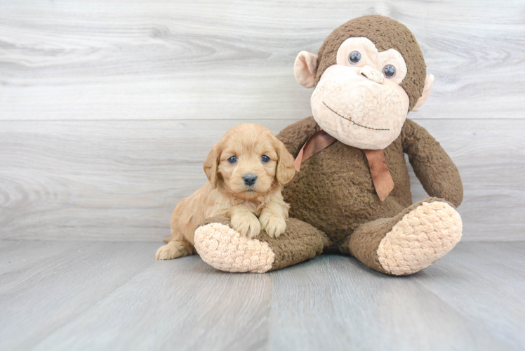 Best Cavapoo Baby