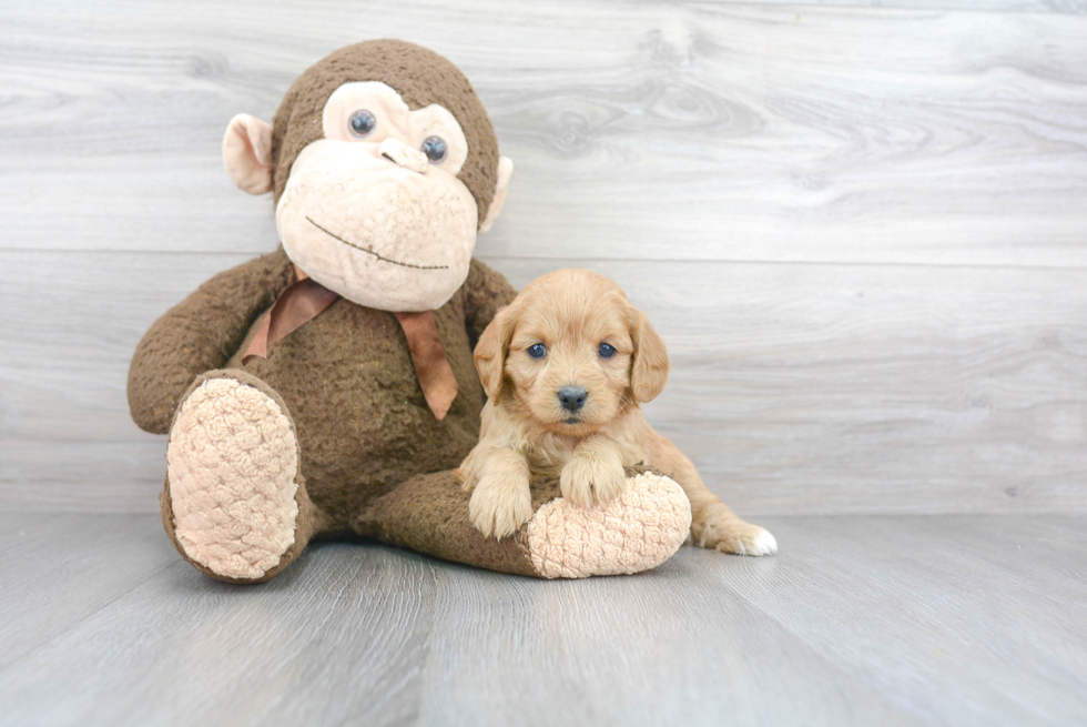 Cavapoo Pup Being Cute