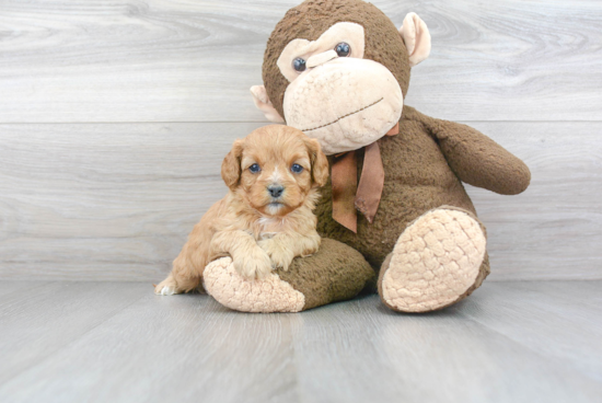 Cavapoo Puppy for Adoption