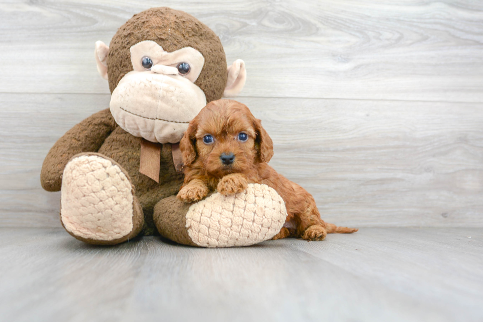 Petite Cavapoo Poodle Mix Pup