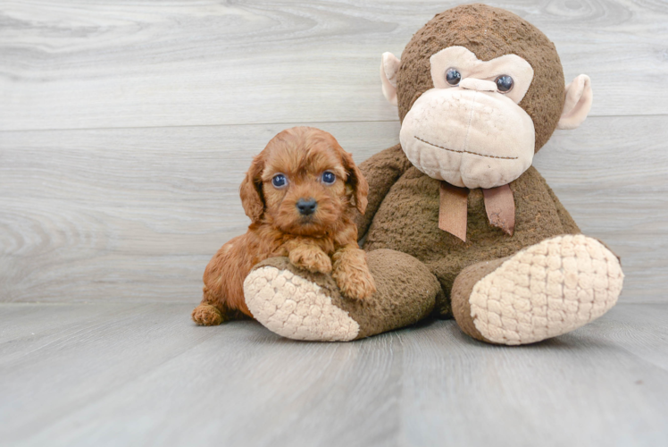 Adorable Cavoodle Poodle Mix Puppy