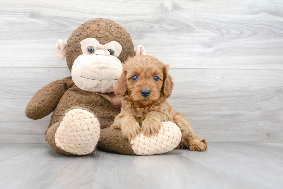 Best Cavapoo Baby