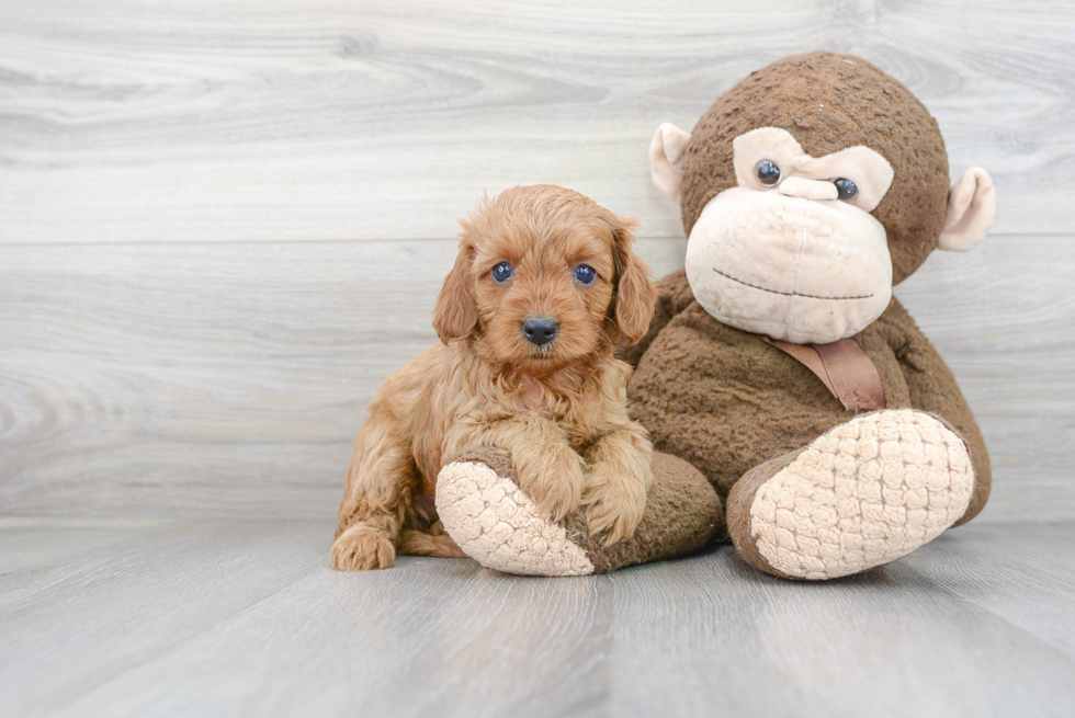 Best Cavapoo Baby