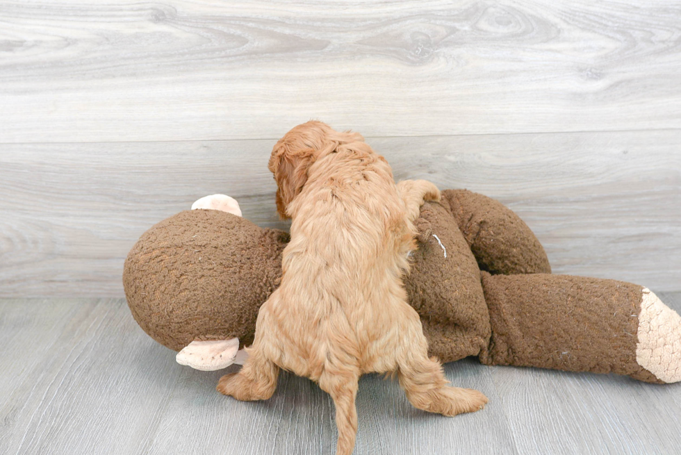 Cavapoo Pup Being Cute