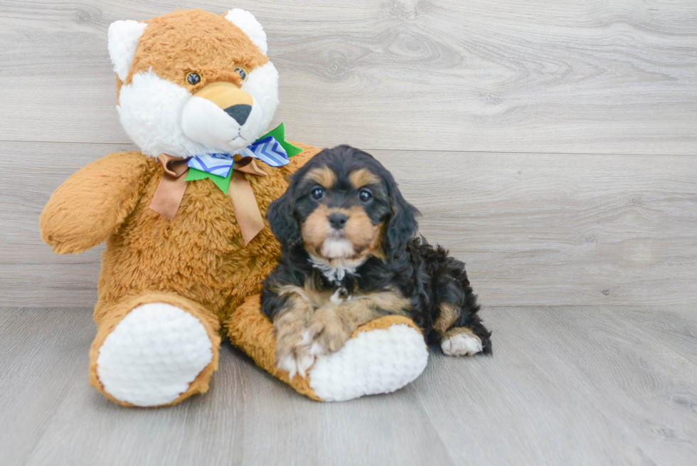 Sweet Cavapoo Baby