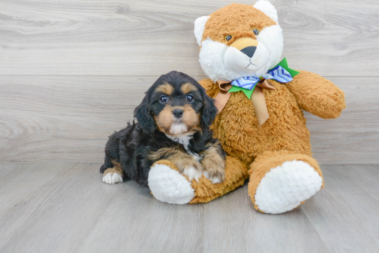 Best Cavapoo Baby