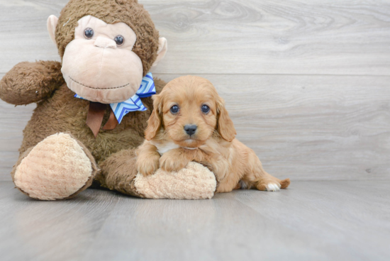 Petite Cavapoo Poodle Mix Pup