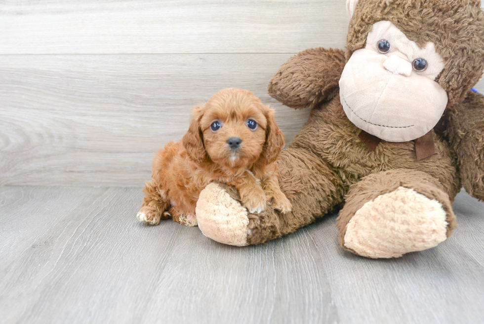 Cavapoo Pup Being Cute