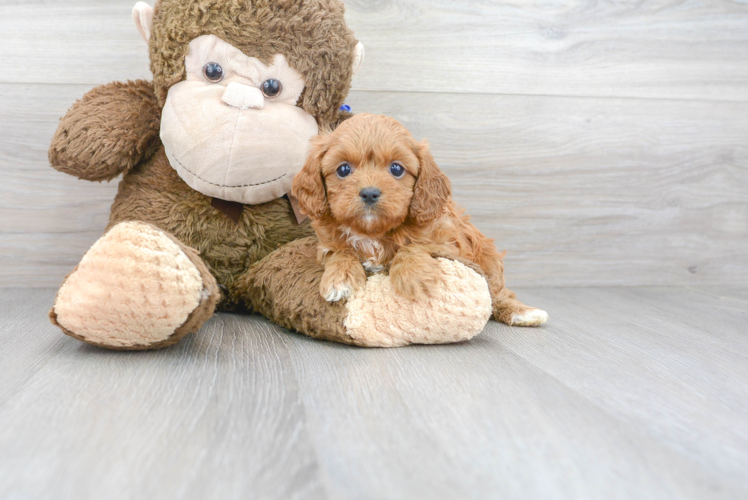 Cute Cavapoo Baby