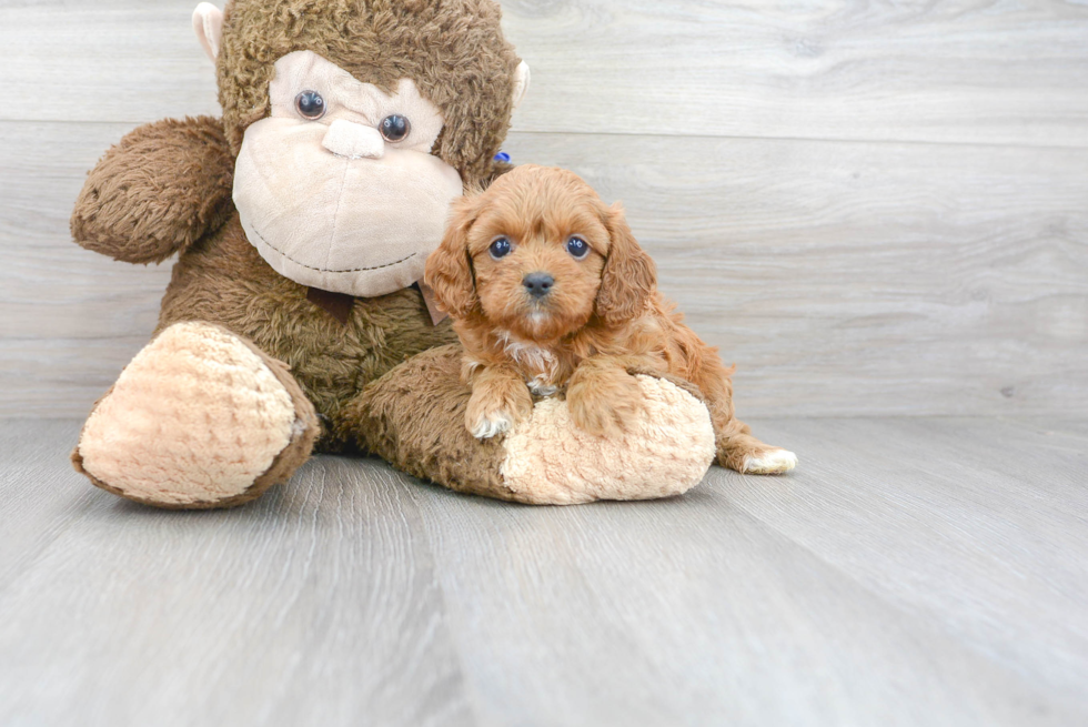 Cute Cavapoo Baby