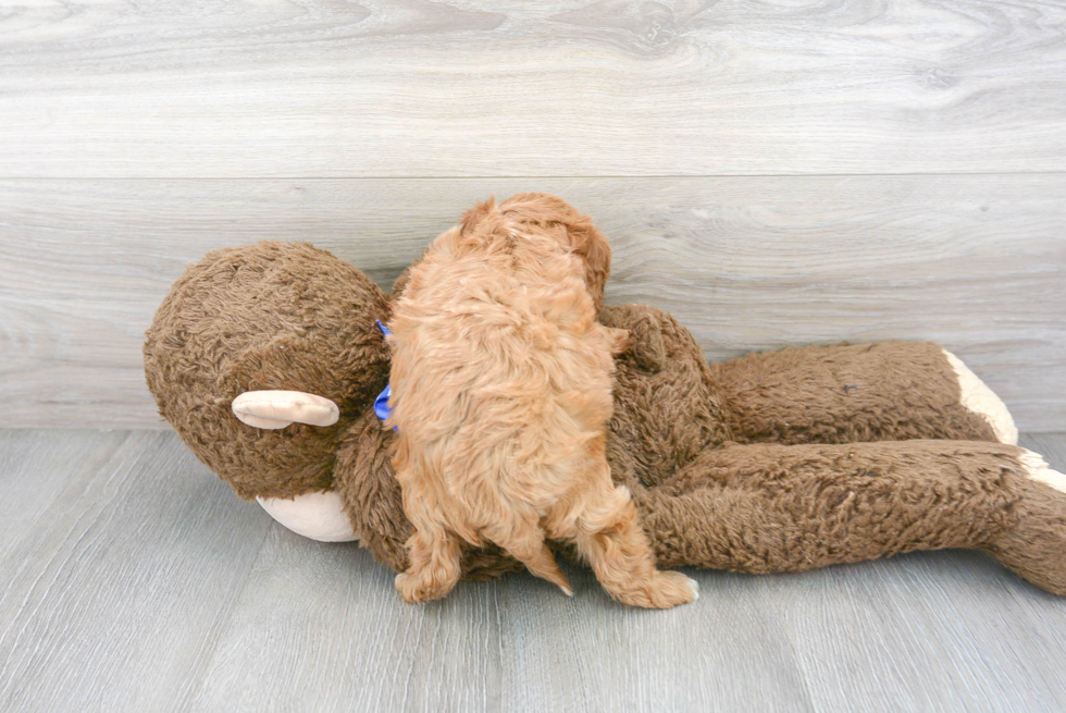 Cute Cavapoo Poodle Mix Pup