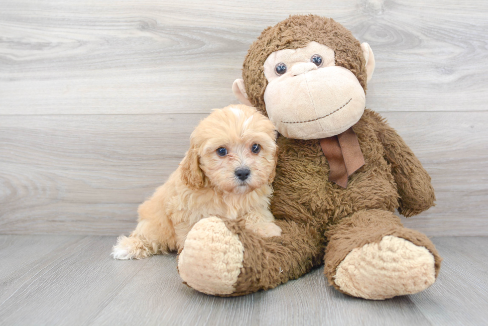 Cute Cavapoo Baby