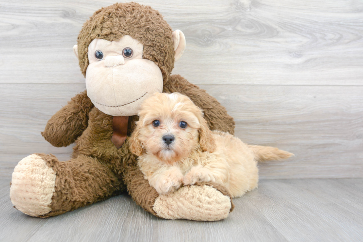 Playful Cavoodle Poodle Mix Puppy