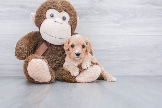 Hypoallergenic Cavoodle Poodle Mix Puppy