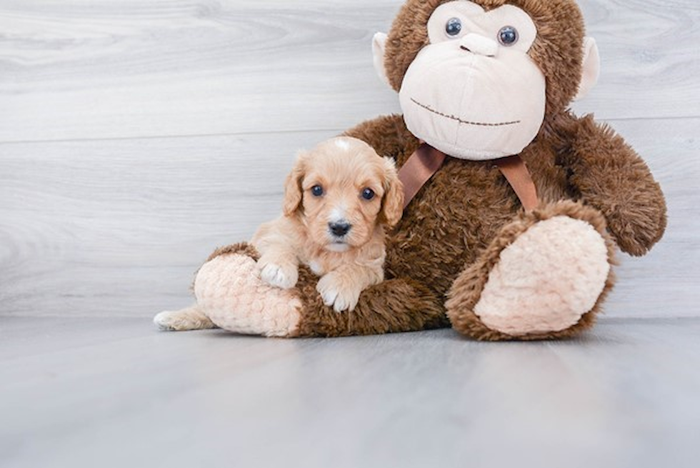 Cavapoo Pup Being Cute