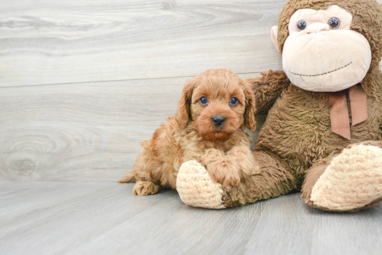 Best Cavapoo Baby