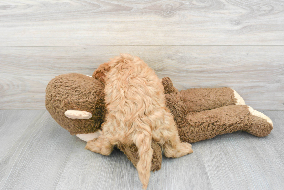 Petite Cavapoo Poodle Mix Pup
