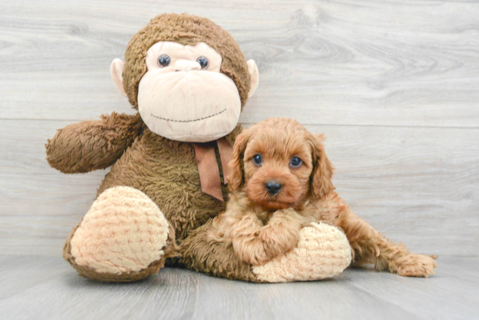 Cavapoo Pup Being Cute