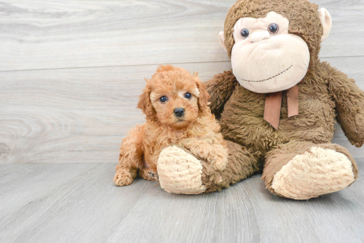 Cavapoo Pup Being Cute