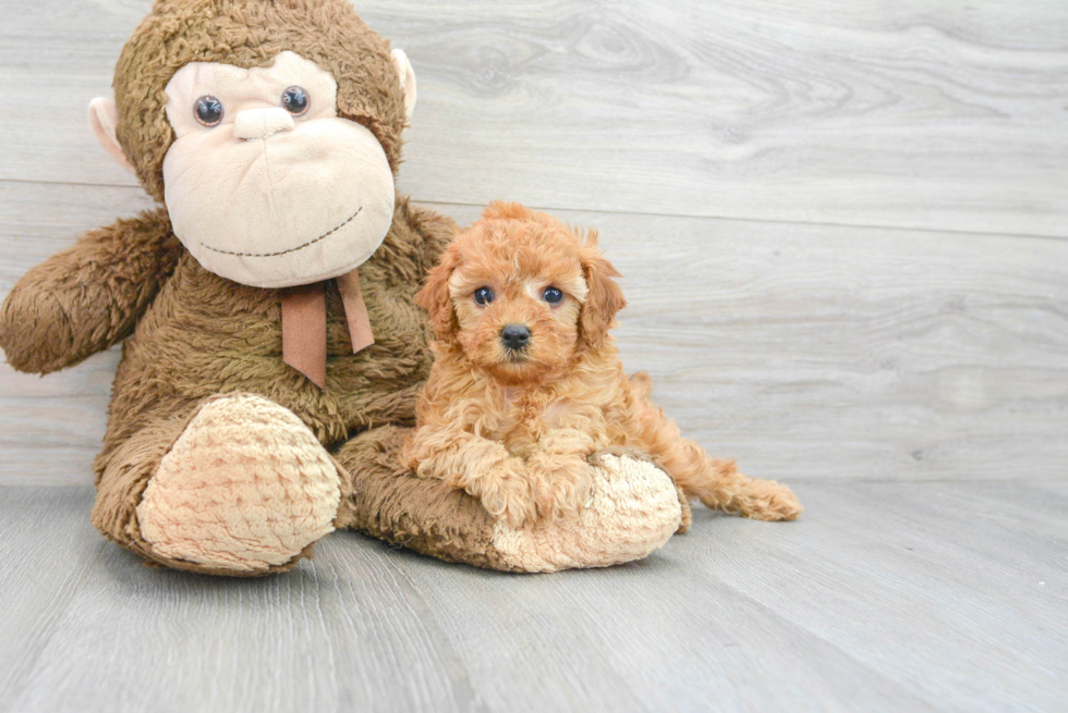 Best Cavapoo Baby