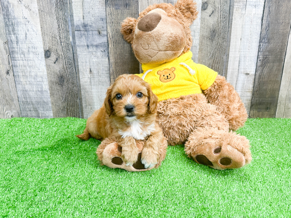 Cavapoo Puppy for Adoption