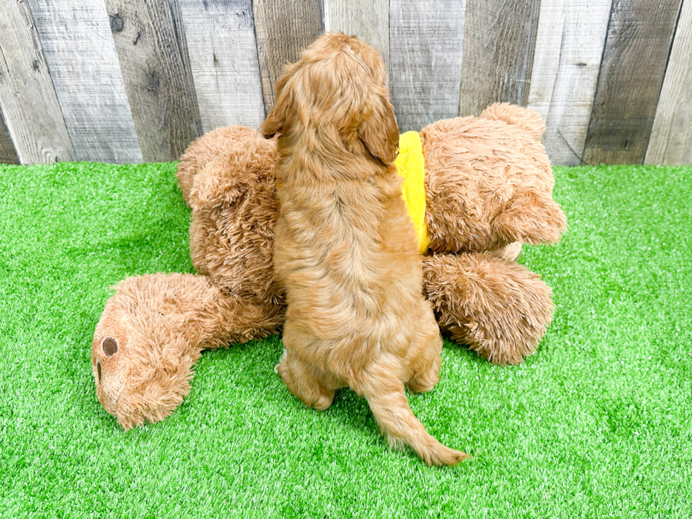 Best Cavapoo Baby