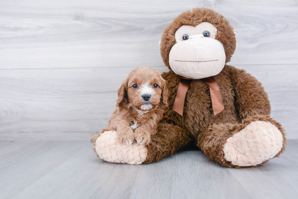 Adorable Cavoodle Poodle Mix Puppy