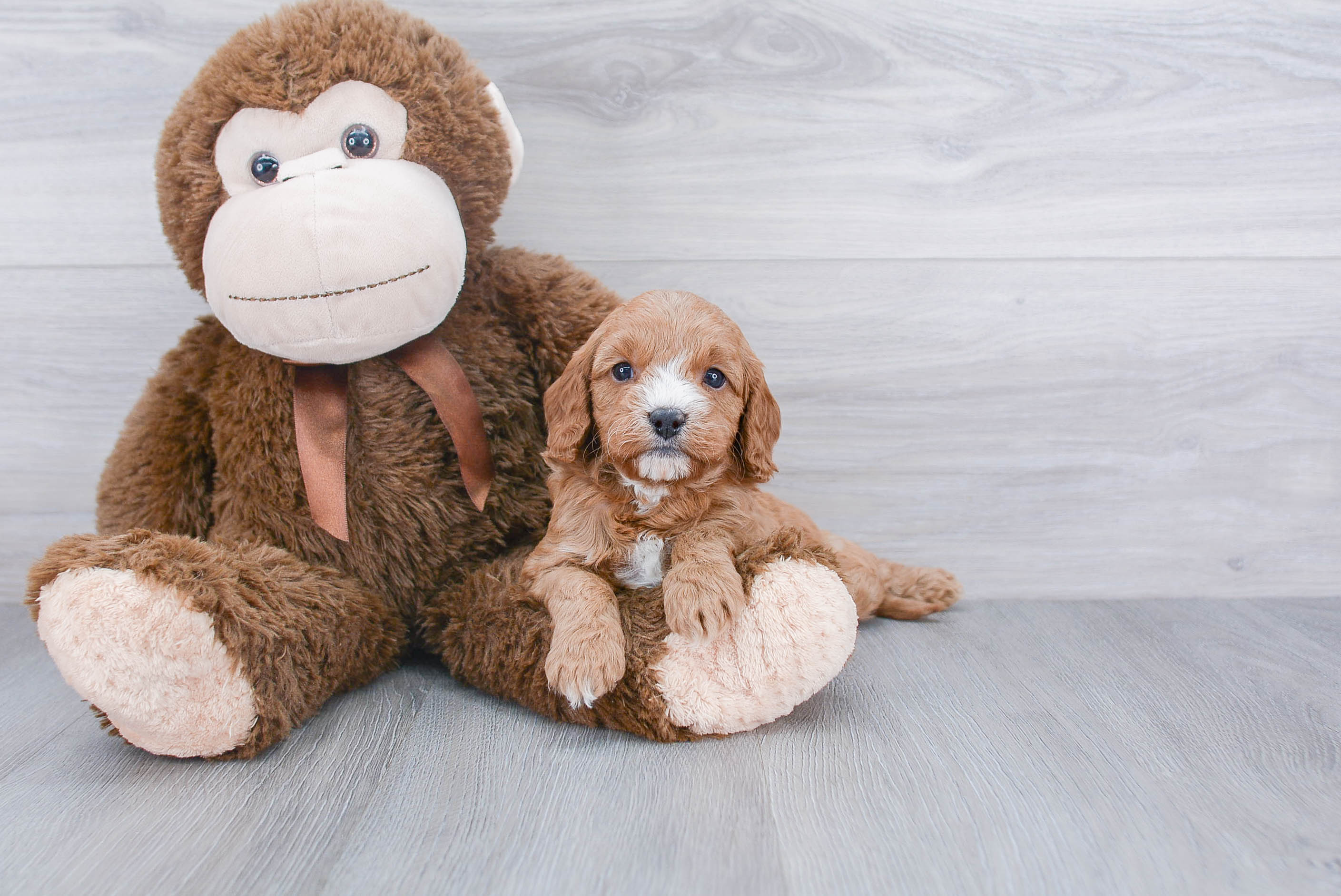 Cavapoo Puppy for Adoption