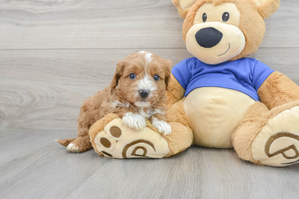 Cavapoo Pup Being Cute