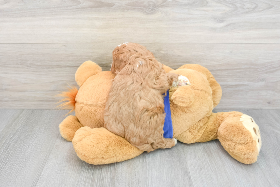 Hypoallergenic Cavoodle Poodle Mix Puppy