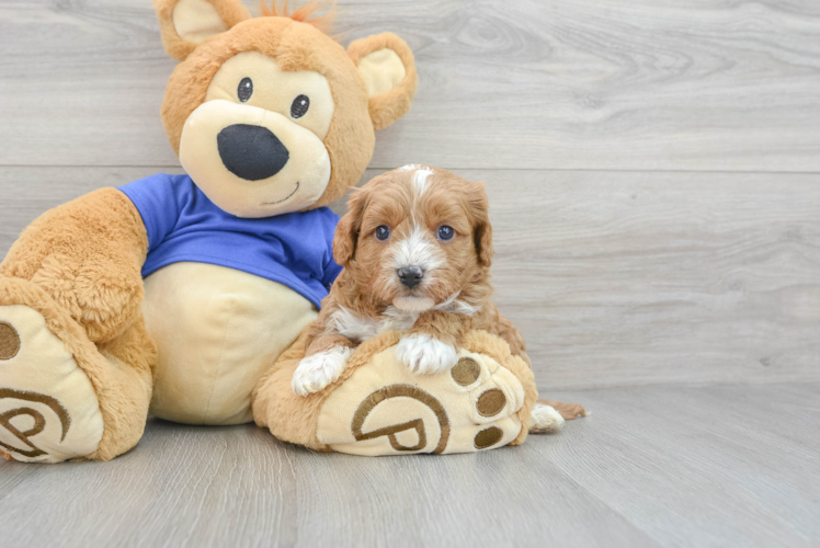 Cavapoo Pup Being Cute