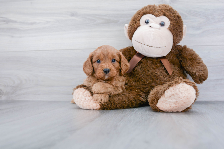 Cavapoo Puppy for Adoption