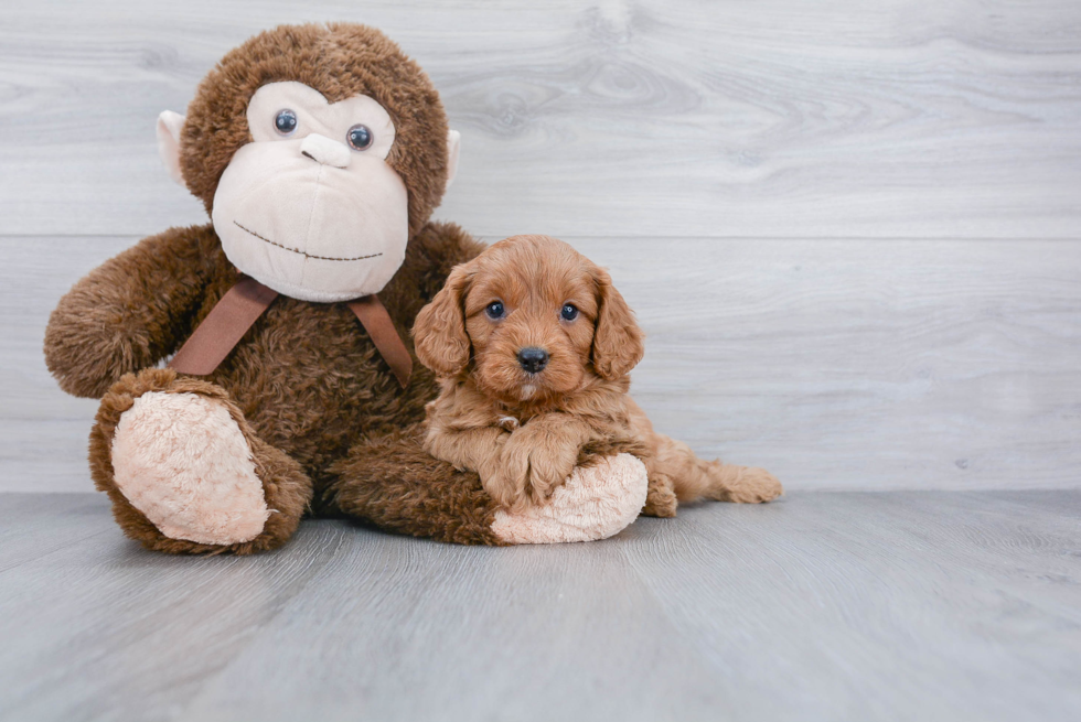 Energetic Cavoodle Poodle Mix Puppy