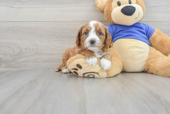 Cavapoo Puppy for Adoption