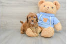 Best Cavapoo Baby