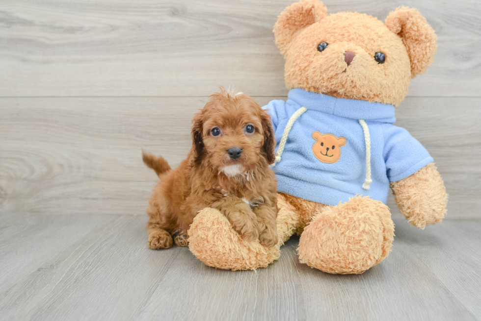 Best Cavapoo Baby