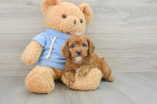 Petite Cavapoo Poodle Mix Pup