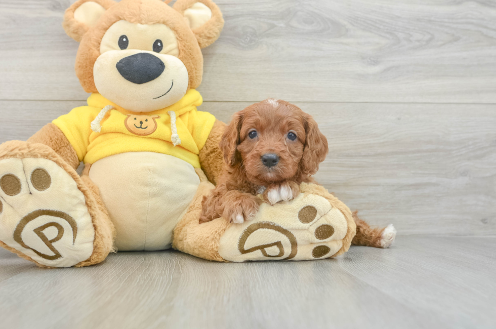 8 week old Cavapoo Puppy For Sale - Premier Pups