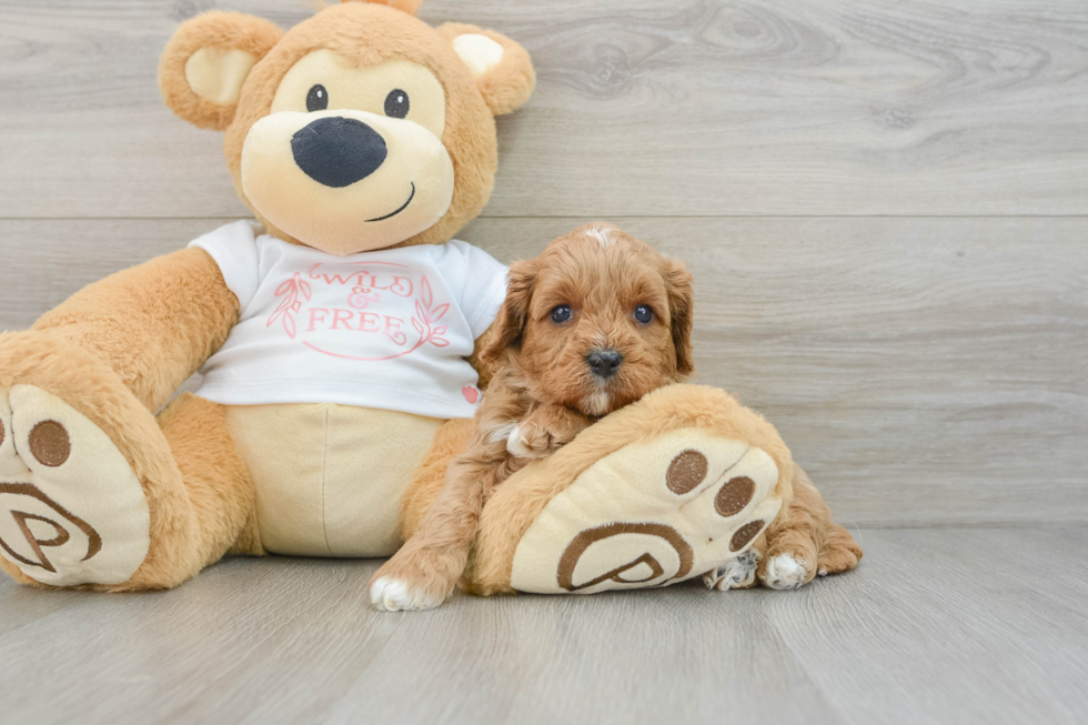 Funny Cavapoo Poodle Mix Pup