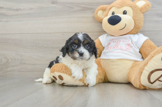 Funny Cavapoo Poodle Mix Pup