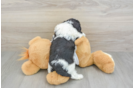 Cavapoo Pup Being Cute