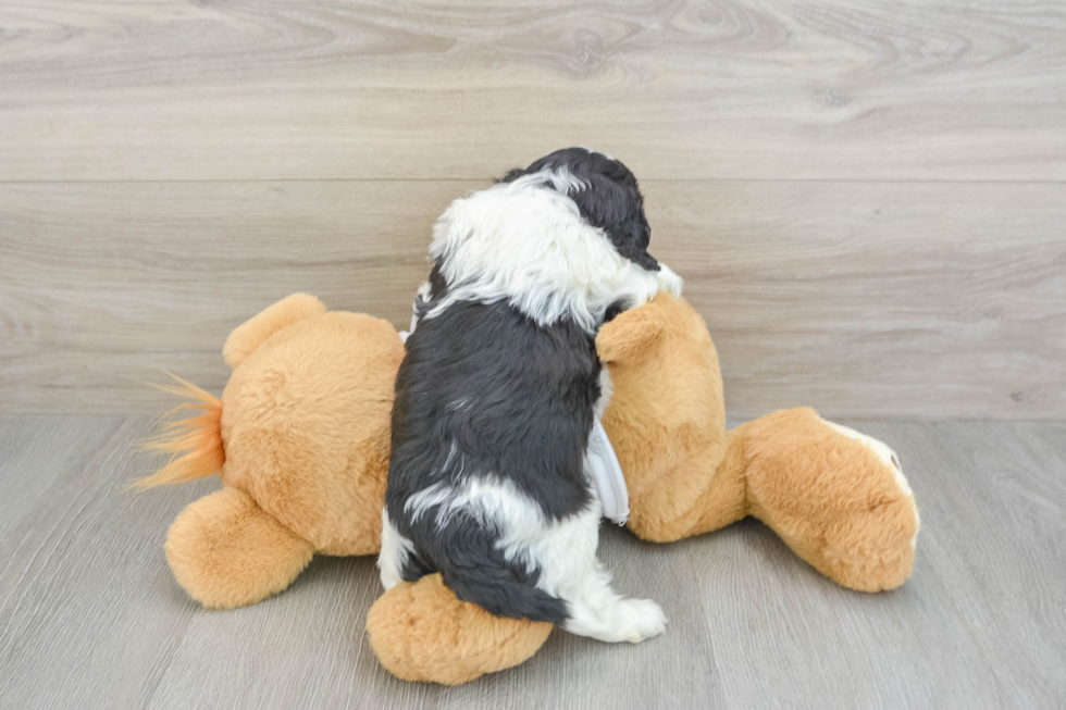 Cavapoo Pup Being Cute