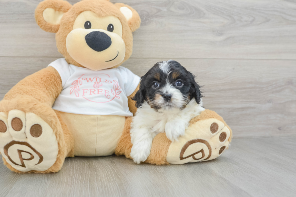 Best Cavapoo Baby