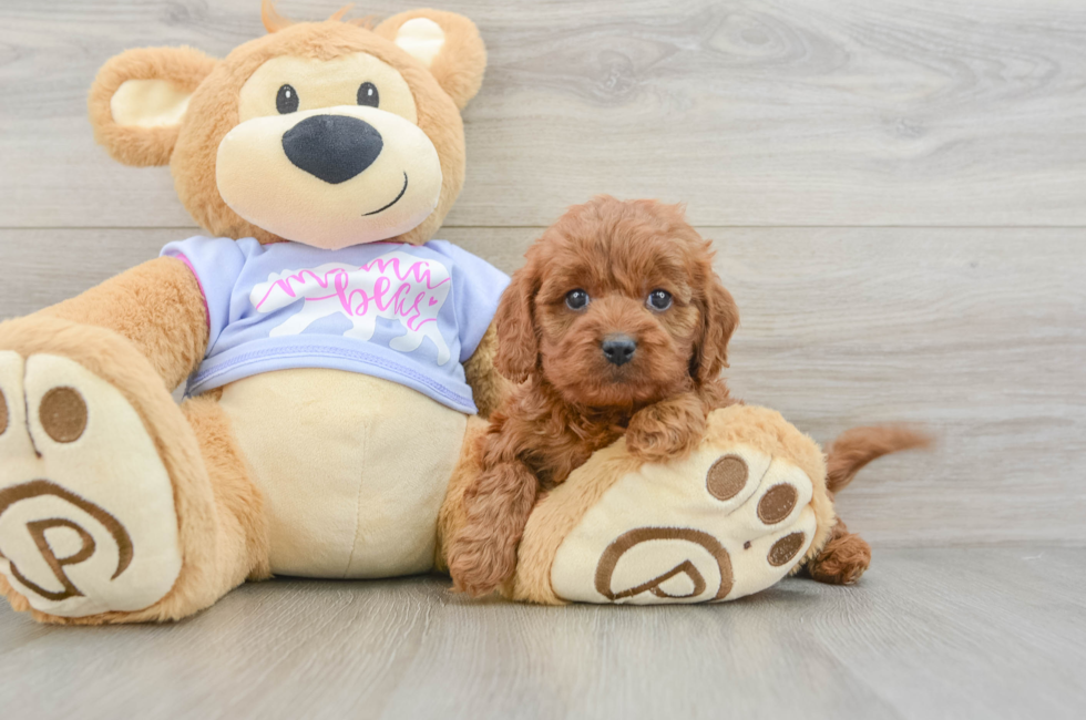 5 week old Cavapoo Puppy For Sale - Premier Pups
