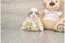 Cavapoo Puppy for Adoption