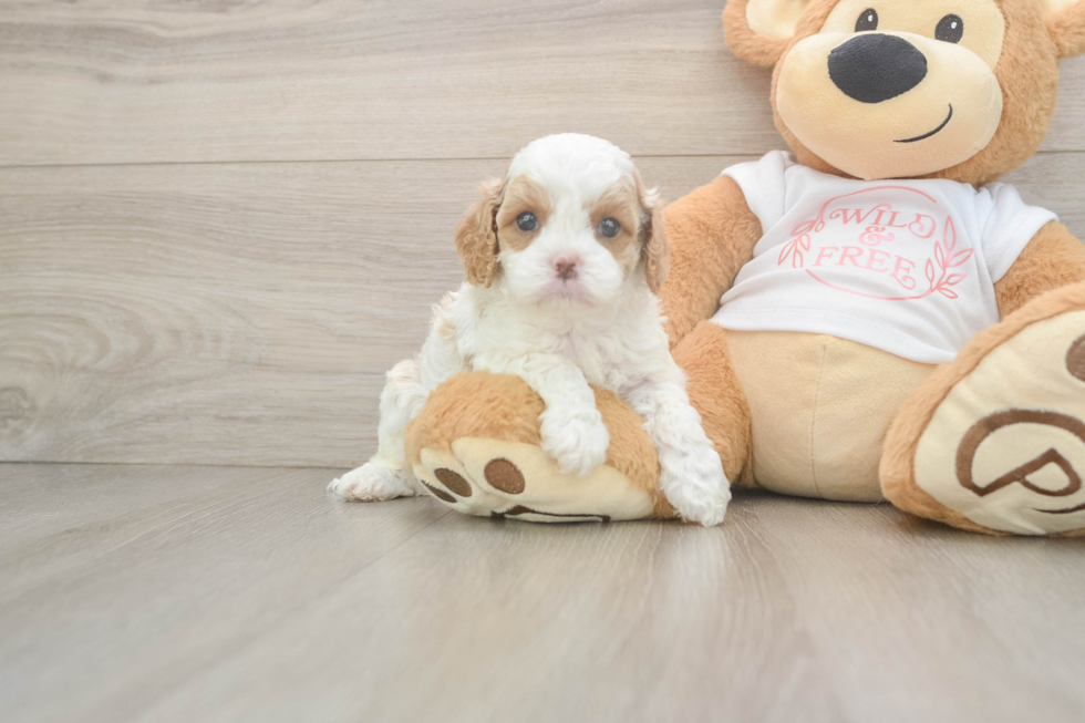 Cavapoo Puppy for Adoption